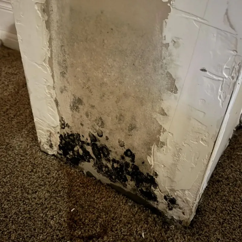 Professional Mold Removal in Preston, TX